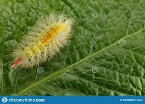 uploads/images/pest/sunflowr hairy caterpillar.jpg